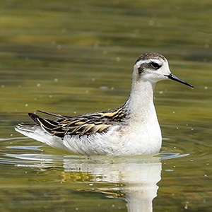 Red-necked Phalarope